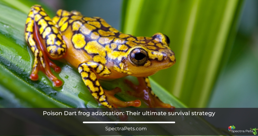 Poison Dart frog adaptation
