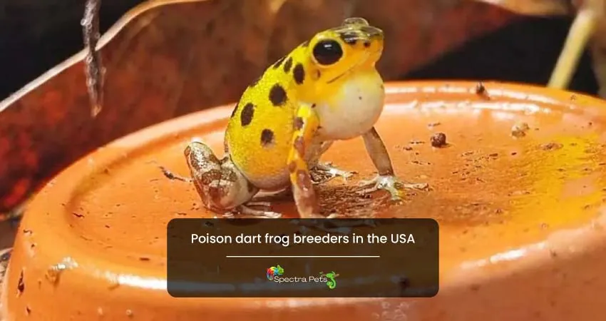 Poison dart frog breeders in the USA