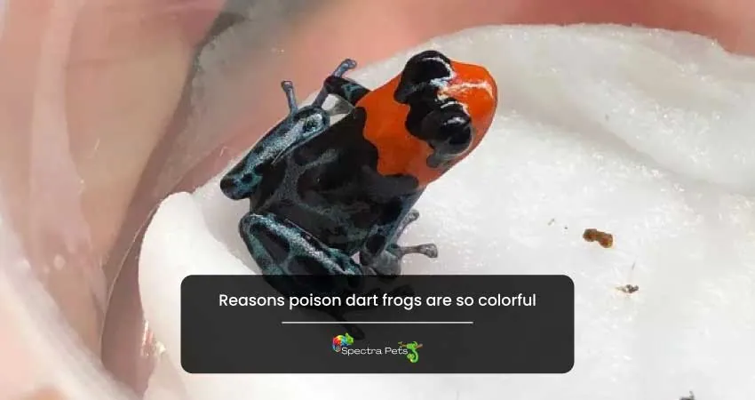 Reasons poison dart frogs are so colorful