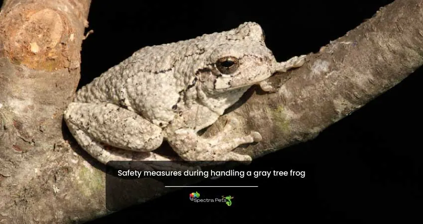 Safety measures during handling a gray tree frog