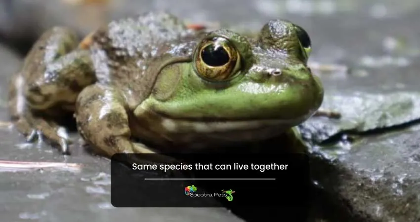 Same species that can live together