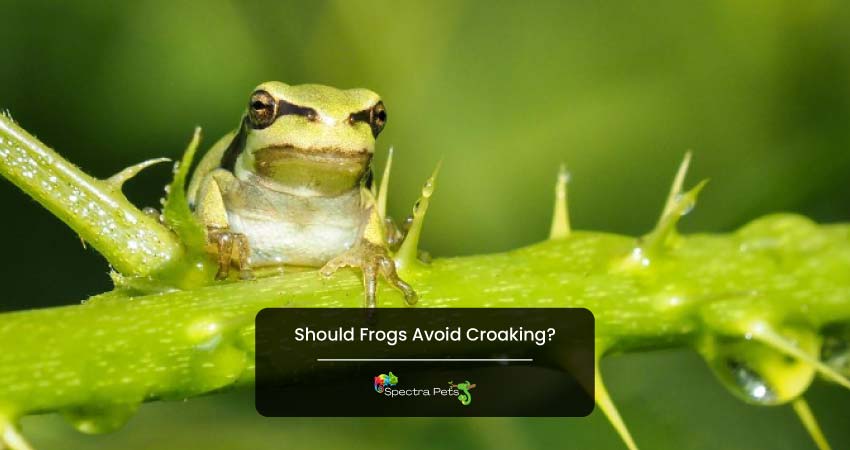 Should Frogs Avoid Croaking