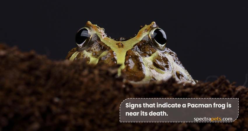 Signs that indicate a Pacman frog is near its death