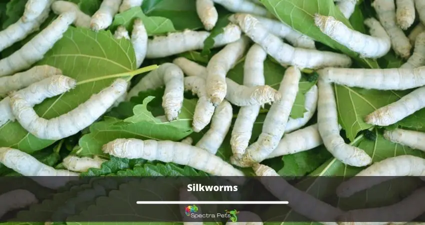 Silkworms