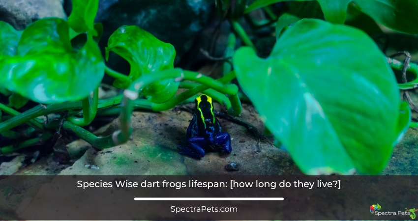 dart frog lifespan varies in the wild and in captivity