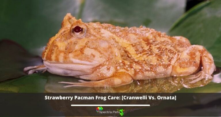 Strawberry Pacman Frog Care: [Cranwelli Vs. Ornata]