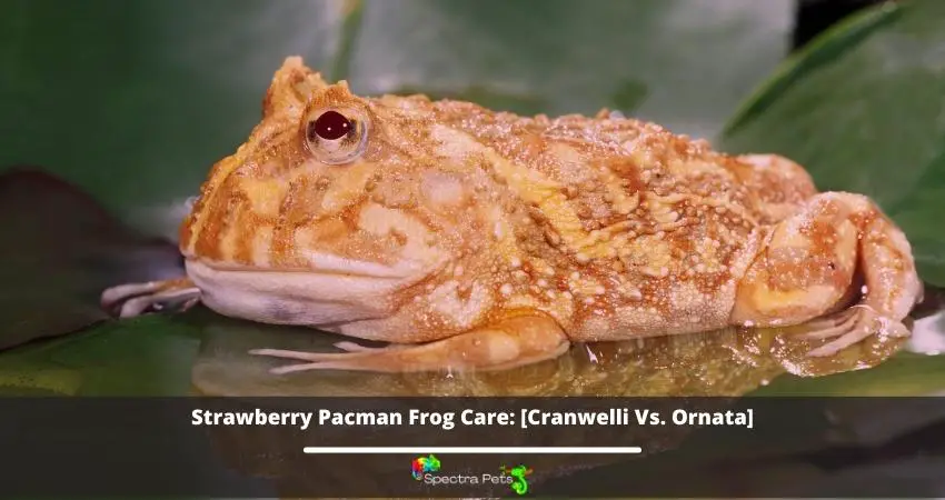 Strawberry Pacman Frog Care