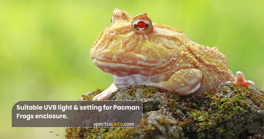 Suitable UVB light _ setting for Pacman Frogs enclosure