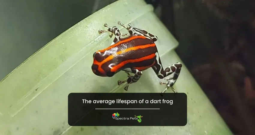 The average lifespan of a dart frog