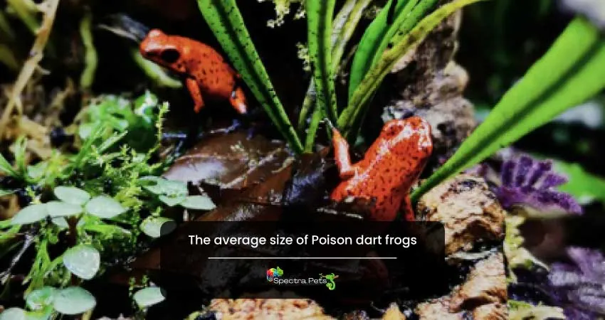 The average size of Poison dart frogs