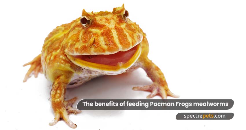 The benefits of feeding Pacman Frogs mealworms