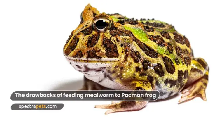 Can Pacman Frogs Eat Mealworms? Is It Good Or Bad?