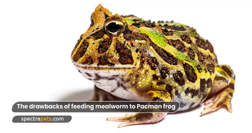 The drawbacks of feeding mealworm to Pacman frog