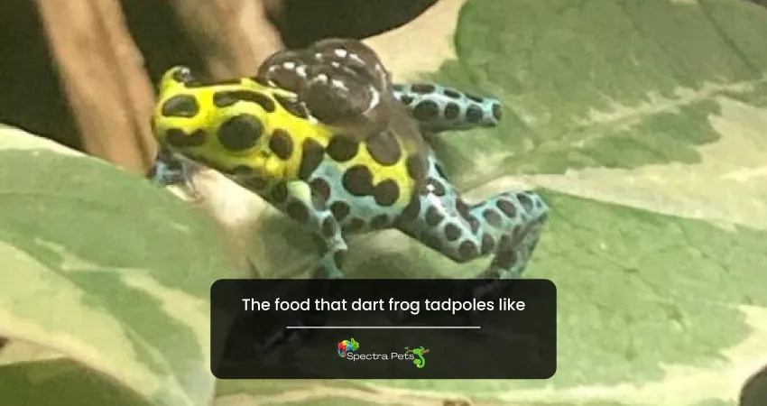 The food that dart frog tadpoles like