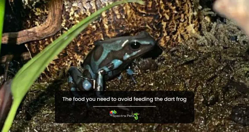 The food you need to avoid feeding the dart frog