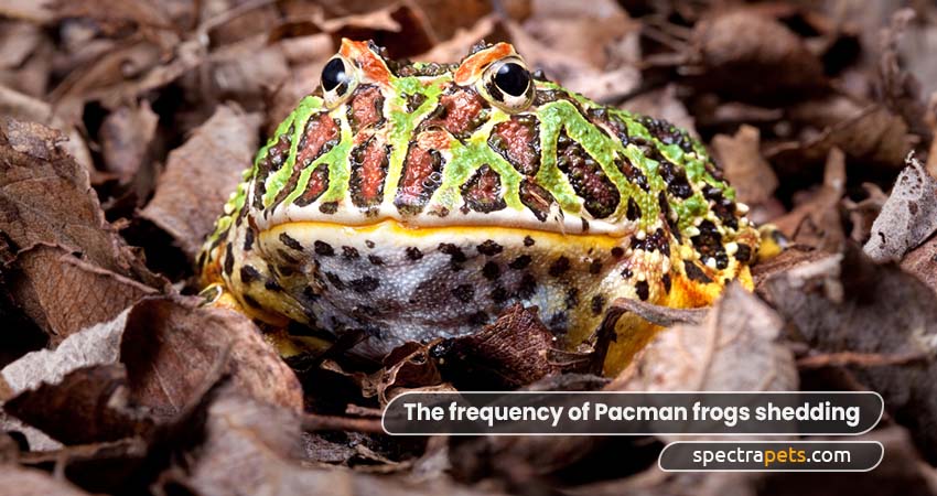 The frequency of Pacman frogs shedding