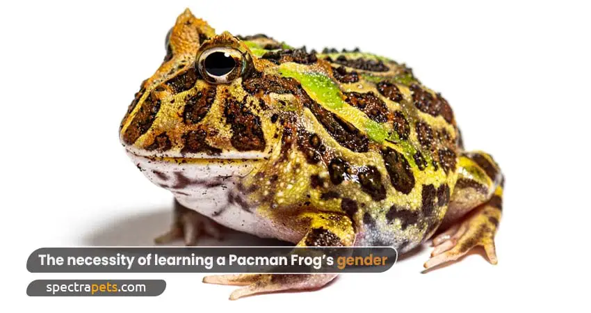 The necessity of learning a Pacman Frog’s gender