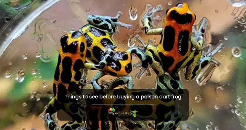 Things to see before buying a poison dart frog