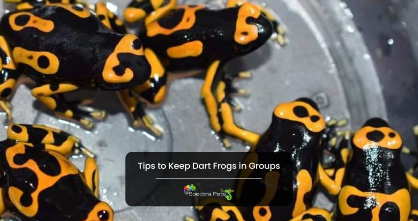 Tips to Keep Dart Frogs in Groups