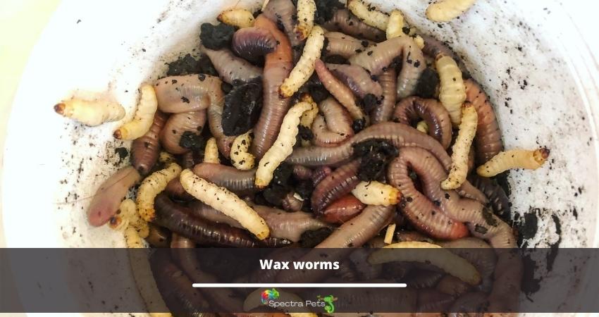 Wax worms