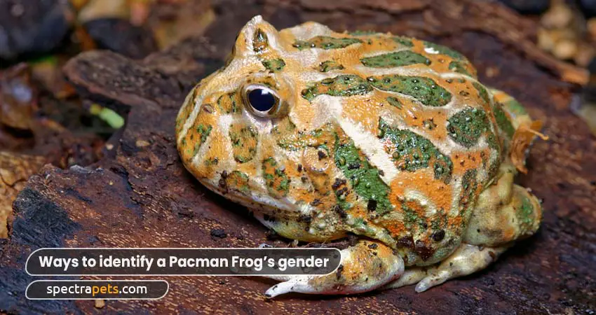 Ways to identify a Pacman Frog’s gender