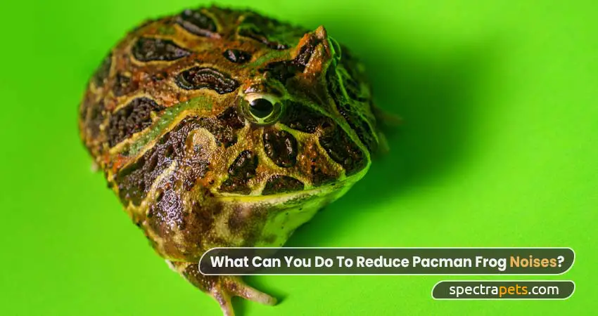 What Can You Do To Reduce Pacman Frog Noises