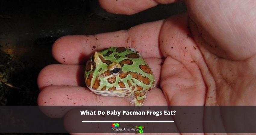 What Do Baby Pacman Frogs Eat?