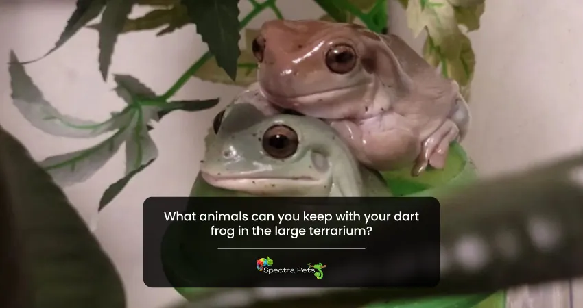What animals can you keep with your dart frog in the large terrarium