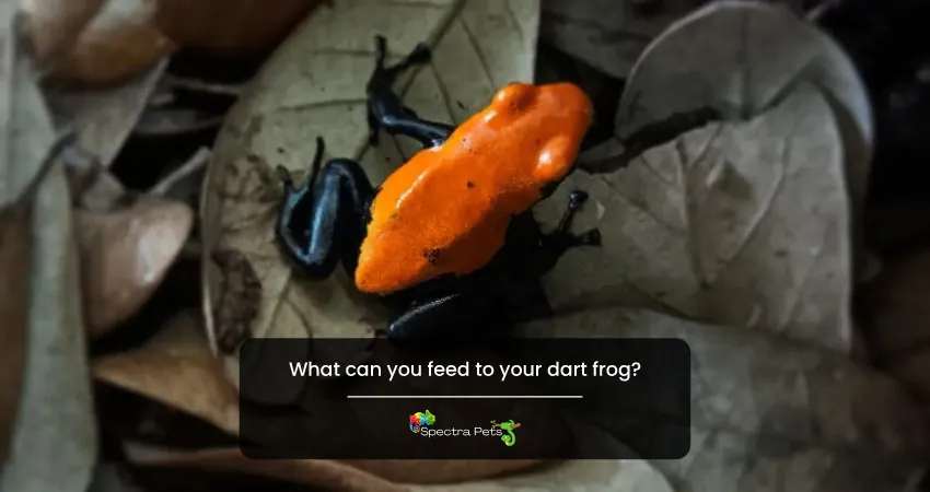 What can you feed to your dart frog