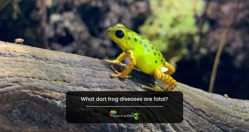 What dart frog diseases are fatal