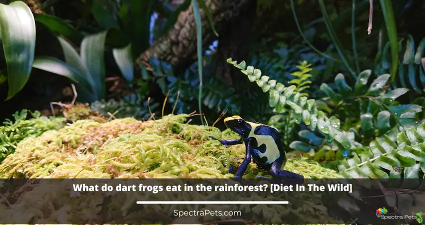 What do dart frogs eat in the rainforest