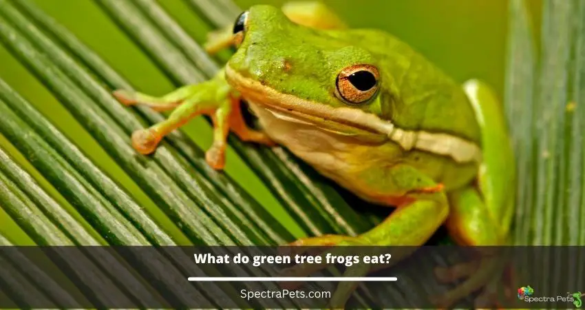 What do green tree frogs eat