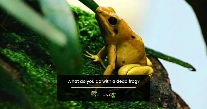 What do you do with a dead frog