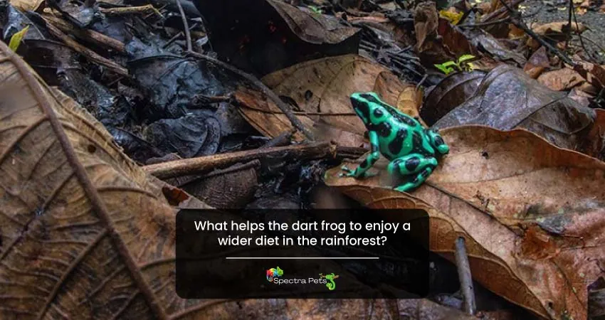What helps the dart frog to enjoy a wider diet in the rainforest