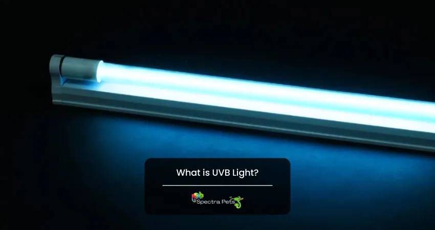 What is UVB Light