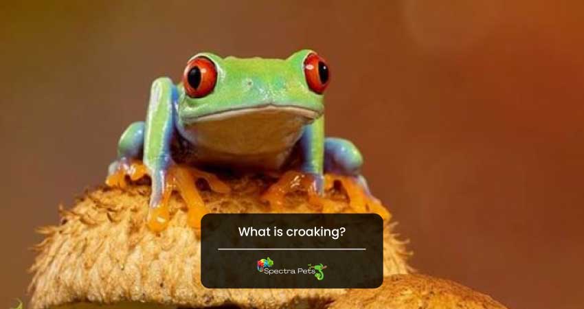 What is croaking