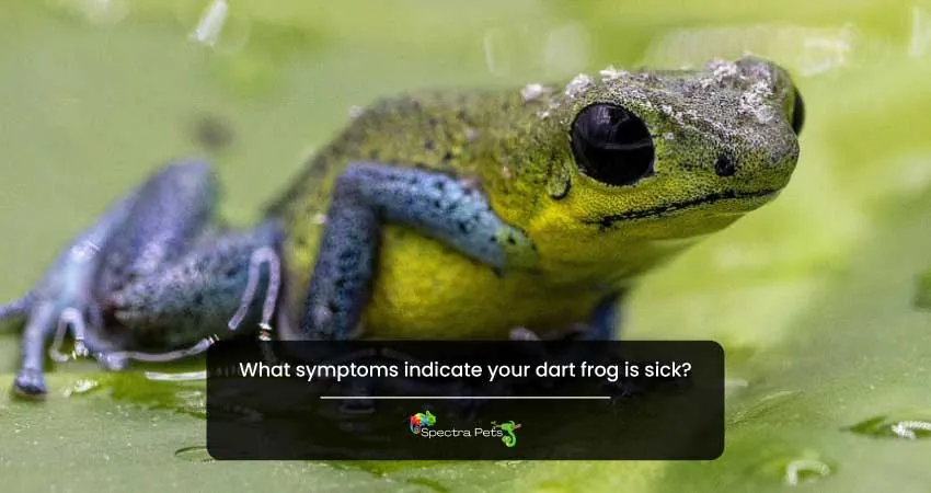 What symptoms indicate your dart frog is sick