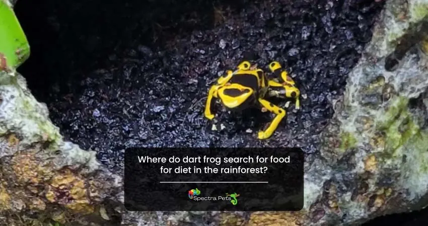 Where do dart frog search for food for diet in the rainforest