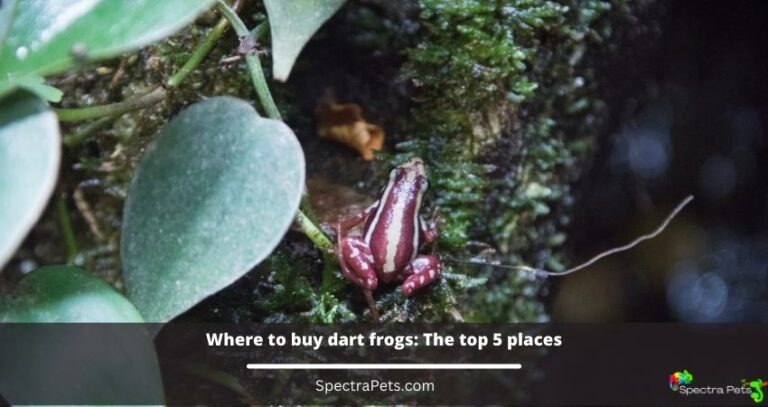 Where to buy dart frogs: The top 5 places [With Price List]