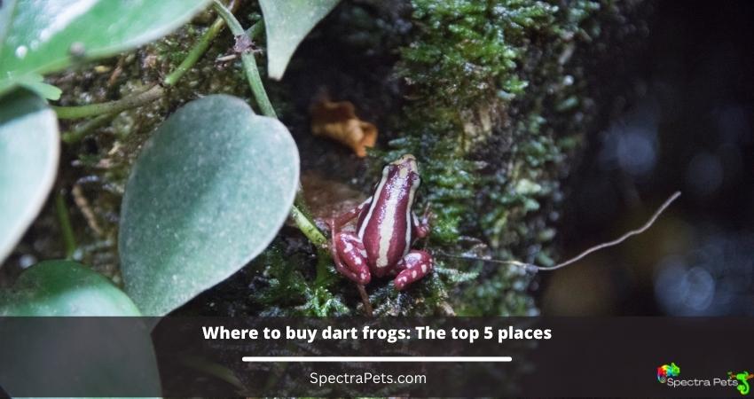 Where to buy dart frogs