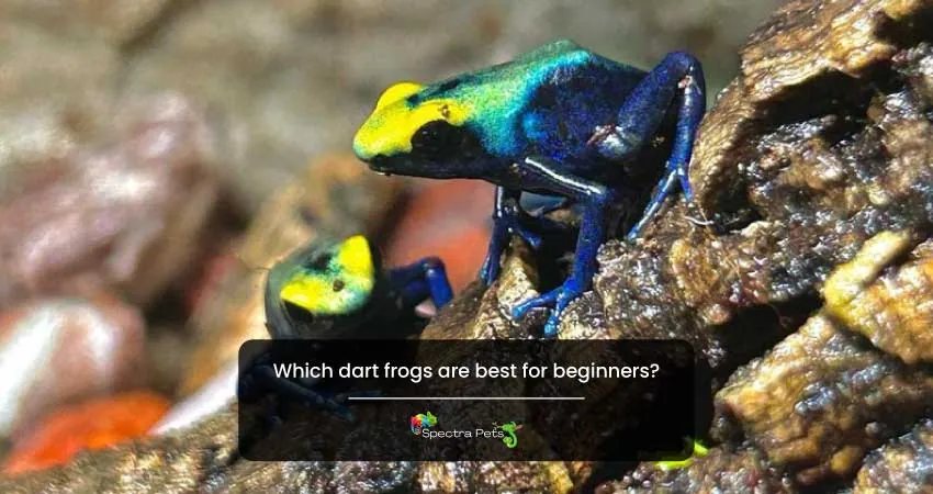 Which dart frogs are best for beginners