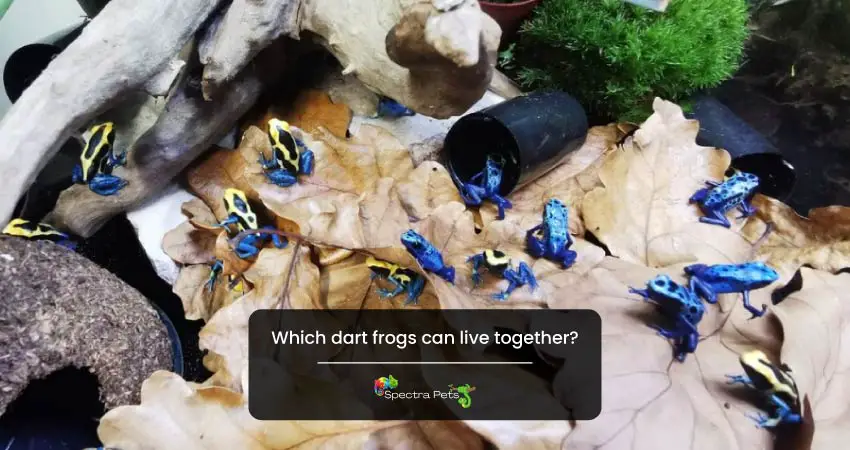 Which dart frogs can live together