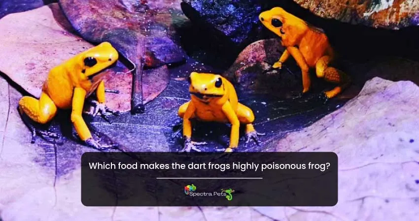 Which food makes the dart frogs highly poisonous frog