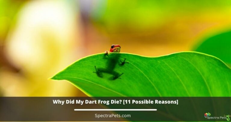 Why did my dart frog die? [11 Possible Reasons]