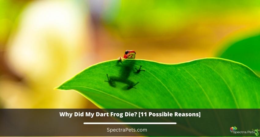 Why Did My Dart Frog Die