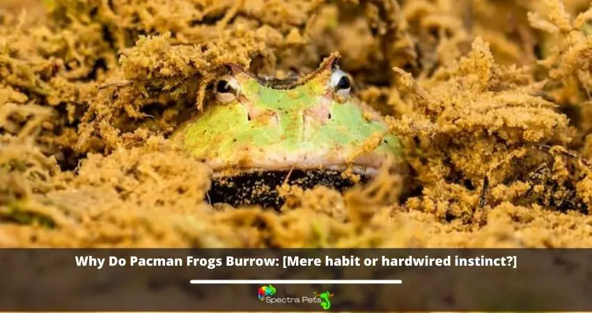 Why Do Pacman Frogs Burrow