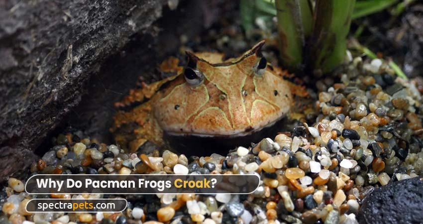 Why Do Pacman Frogs Croak