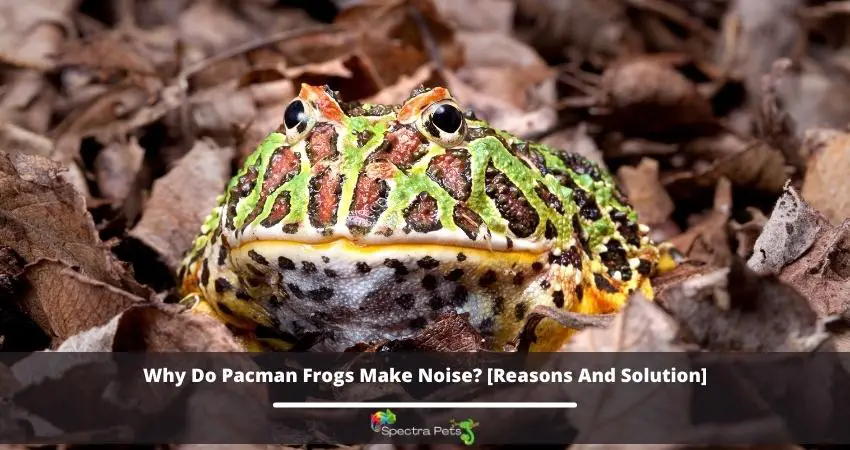 Why Do Pacman Frogs Make Noise