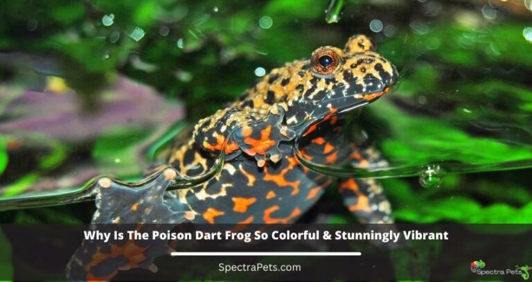 Why Is The Poison Dart Frog So Colorful & Stunningly Vibrant