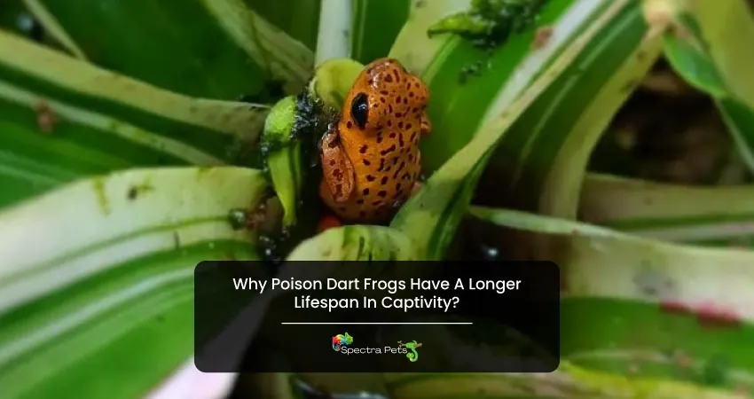 Why Poison Dart Frogs Have A Longer Lifespan In Captivity